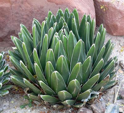 Agave victoriae-regi